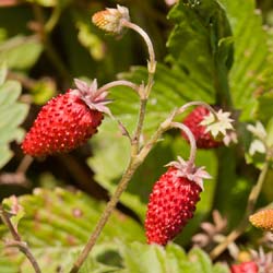 Strawberry plant Reine des Vallees